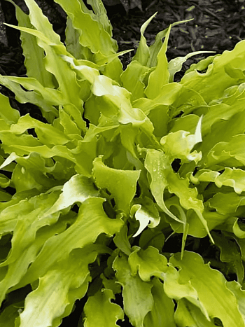 Хоста Wiggles and Squiggles