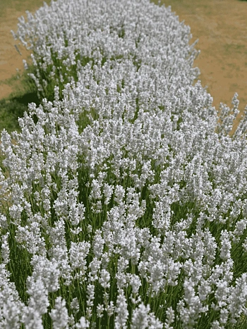 Лаванда узколистная Ellagance Ice