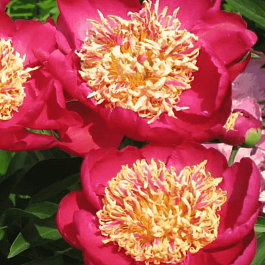 Пион Молочноцветковый Sword Dance