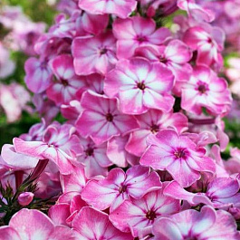 Флокс метельчатый Геркулес