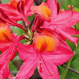 Азалия крупноцветковая Tunis