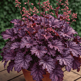 Гейхера Little Cutie Frost 