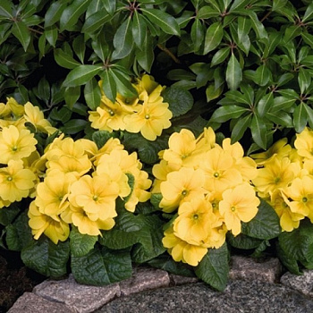 Примула высокая Пиано Йеллоу