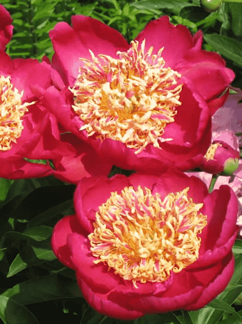 Пион Молочноцветковый Sword Dance