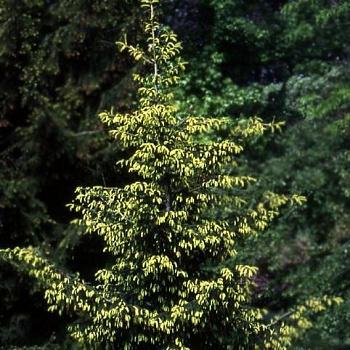 Ель восточная Aureospicata