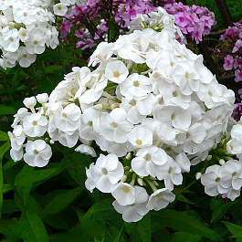 Флокс метельчатый Голубь мира