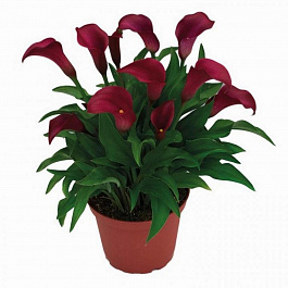 Калла Аллюр