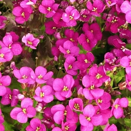 Арабис реснитчатый Frühlingszauber