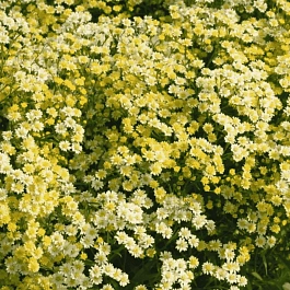 Солидастер жёлтый Lemore