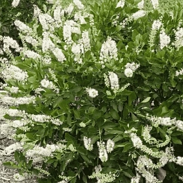 Клетра ольхолистная