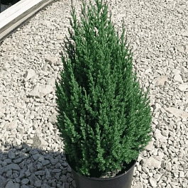 Можжевельник китайский Stricta