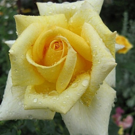 Роза чайно-гибридная Саттерс Голд Роза чайно-гибридная Саттерс Голд