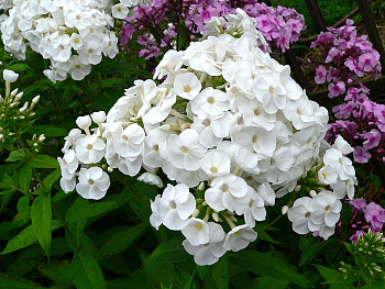 Флокс метельчатый Голубь мира