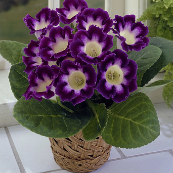 Глоксиния Голливуд