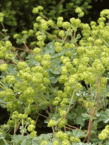 Манжетка красночерешковая Alma