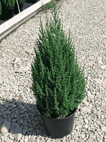 Можжевельник китайский Stricta