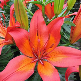 Лилия азиатская горшечная Матрикс