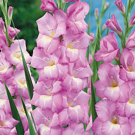 Гладиолус крупноцветковый Роял Датч