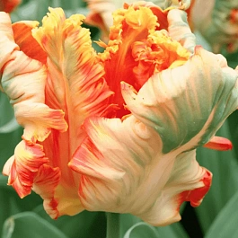 Тюльпан попугайный Parrot King