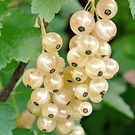 Смородина белая Werdavia