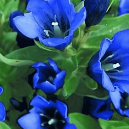 Горечавка бесстебельная Shine Blue