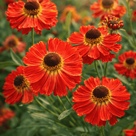 Гелениум Meranti