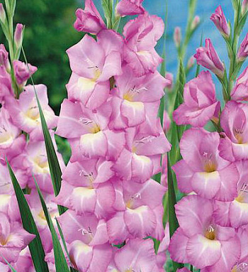 Гладиолус крупноцветковый Роял Датч