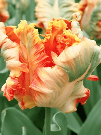 Тюльпан попугайный Parrot King