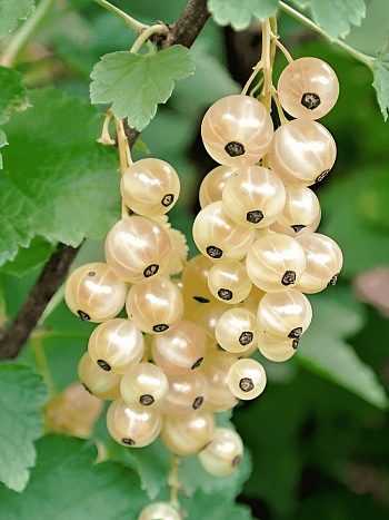 Смородина белая Werdavia