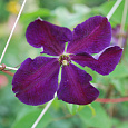 Клематис крупноцветковый Тучка