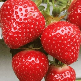 Земляника садовая Клери