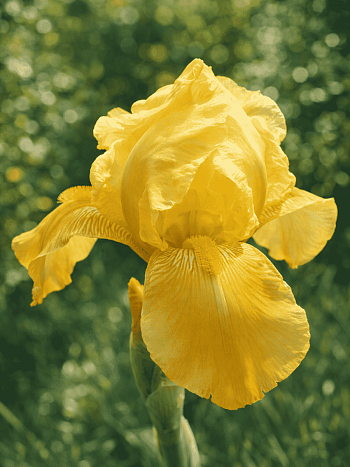 Ирис германский Berkeley Gold