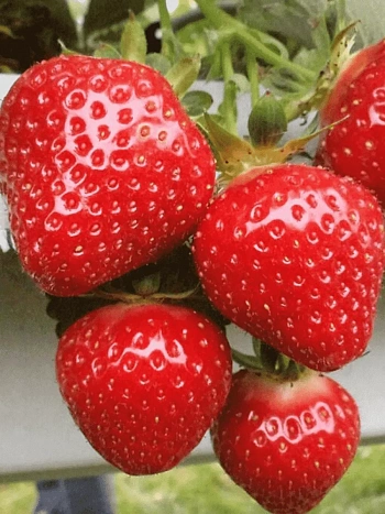 Земляника садовая Клери