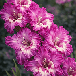 Гладиолус Tango