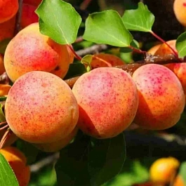 Абрикос Графиня