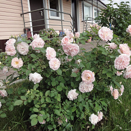 Роза канадская парковая Модэн Блаш Роза канадская парковая Модэн Блаш