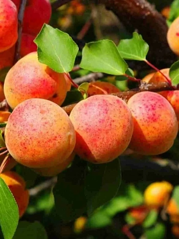 Абрикос Графиня