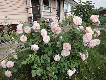 Роза канадская парковая Модэн Блаш