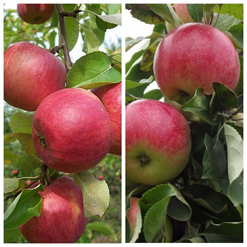 Дерево-сад (5 летка) яблоня 2 сорта Юбиляр-Мелба Дерево-сад (5 летка) яблоня 2 сорта Юбиляр-Мелба