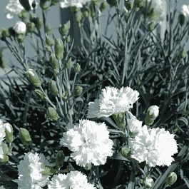 Гвоздика перистая Haytor White
