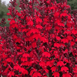 Лобелия прекрасная Starship Scarlet