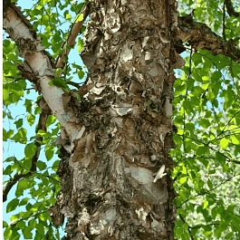 Береза черная дальневосточная