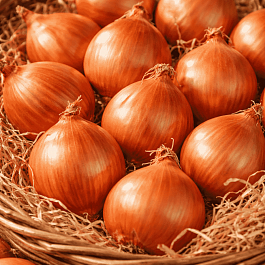 Лук-шалот Белозерец-94