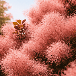 Скумпия кожевенная Foliis Purpureis