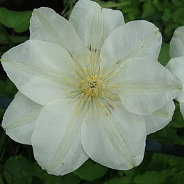 Клематис крупноцветковый Дженси Крим