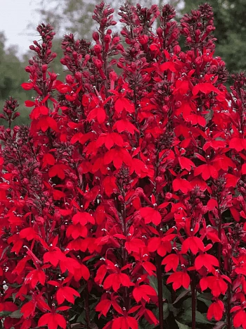 Лобелия прекрасная Starship Scarlet