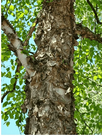 Береза черная дальневосточная