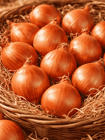 Лук-шалот Белозерец-94