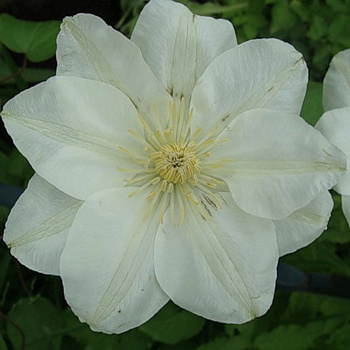 Клематис крупноцветковый Дженси Крим