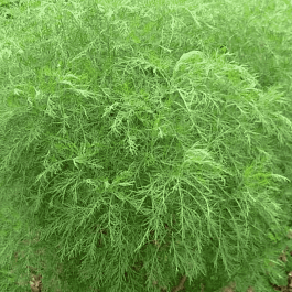 Полынь лечебная Божье Дерево